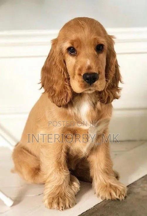 6-12 months Male Purebred Cocker Spaniel