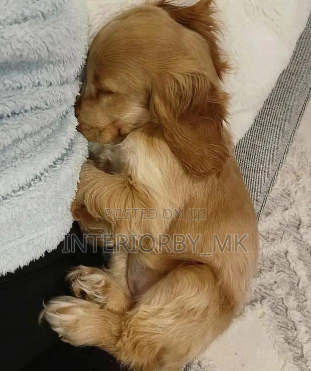 6-12 months Female Purebred Cocker Spaniel