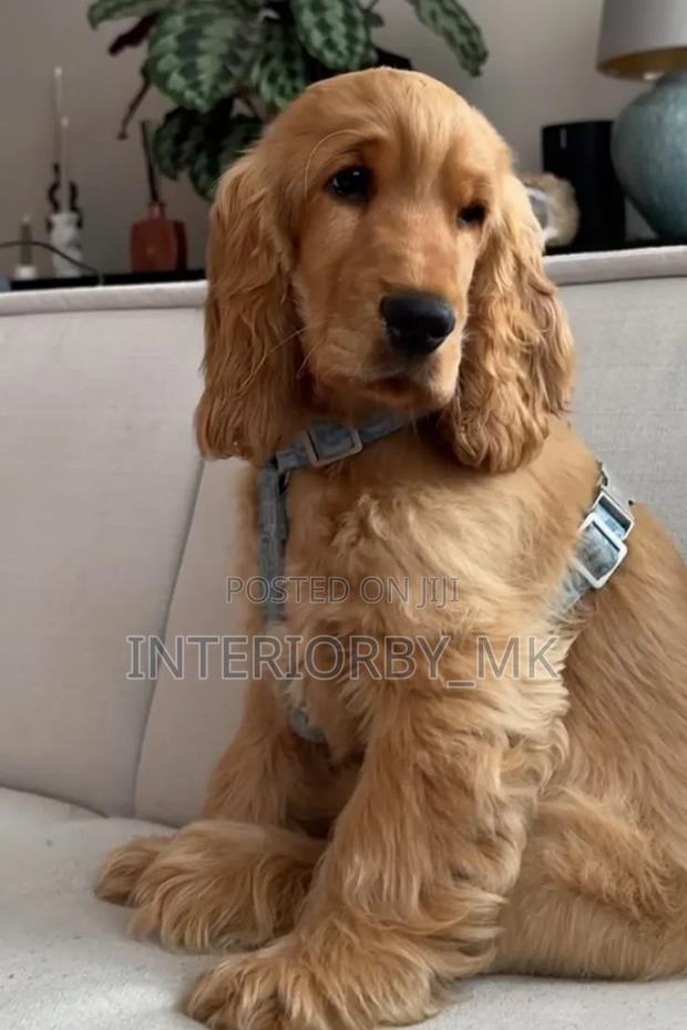6-12 months Male Purebred Cocker Spaniel