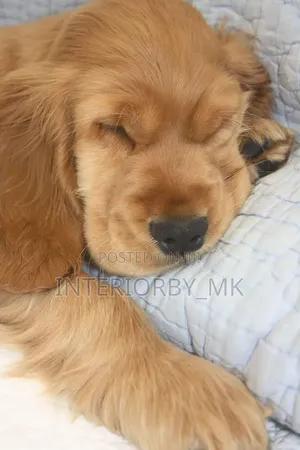 6-12 months Female Purebred Cocker Spaniel