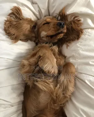 6-12 months Male Purebred Cocker Spaniel