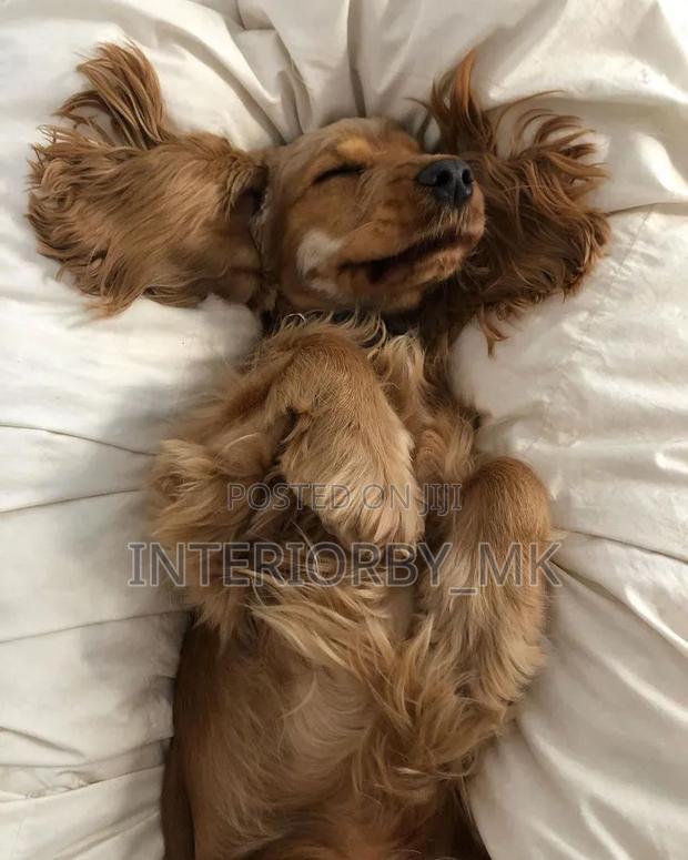 6-12 months Male Purebred Cocker Spaniel