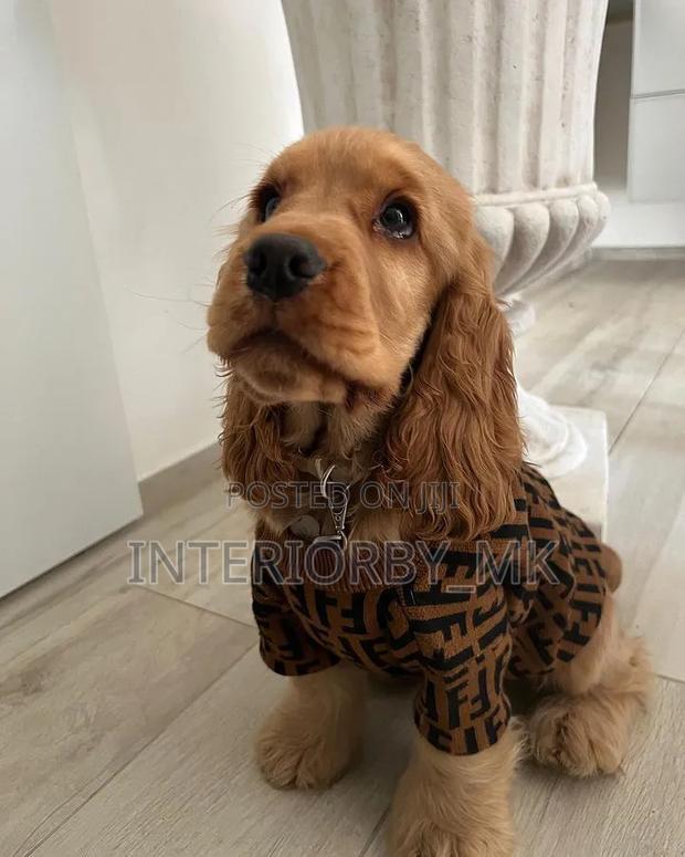 6-12 months Male Purebred Cocker Spaniel