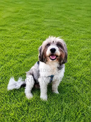 1+ year Male Purebred Maltese