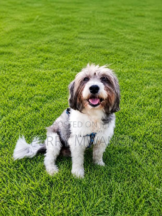 1+ year Male Purebred Maltese