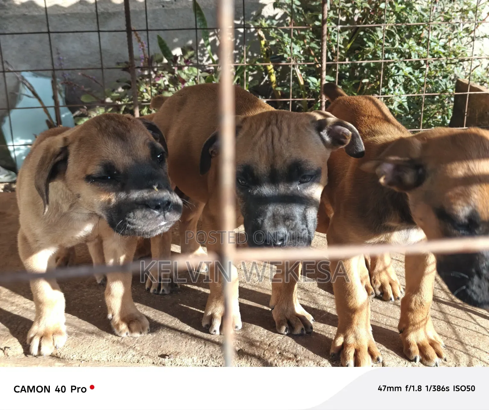 1-3 months Male Purebred Boerboel
