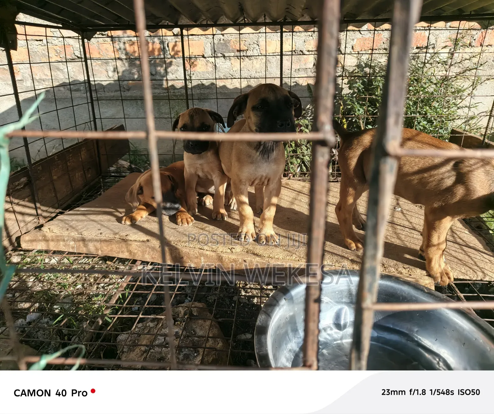 1-3 months Male Purebred Boerboel