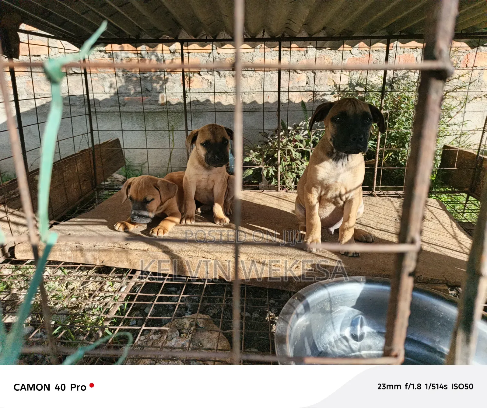 1-3 months Male Purebred Boerboel