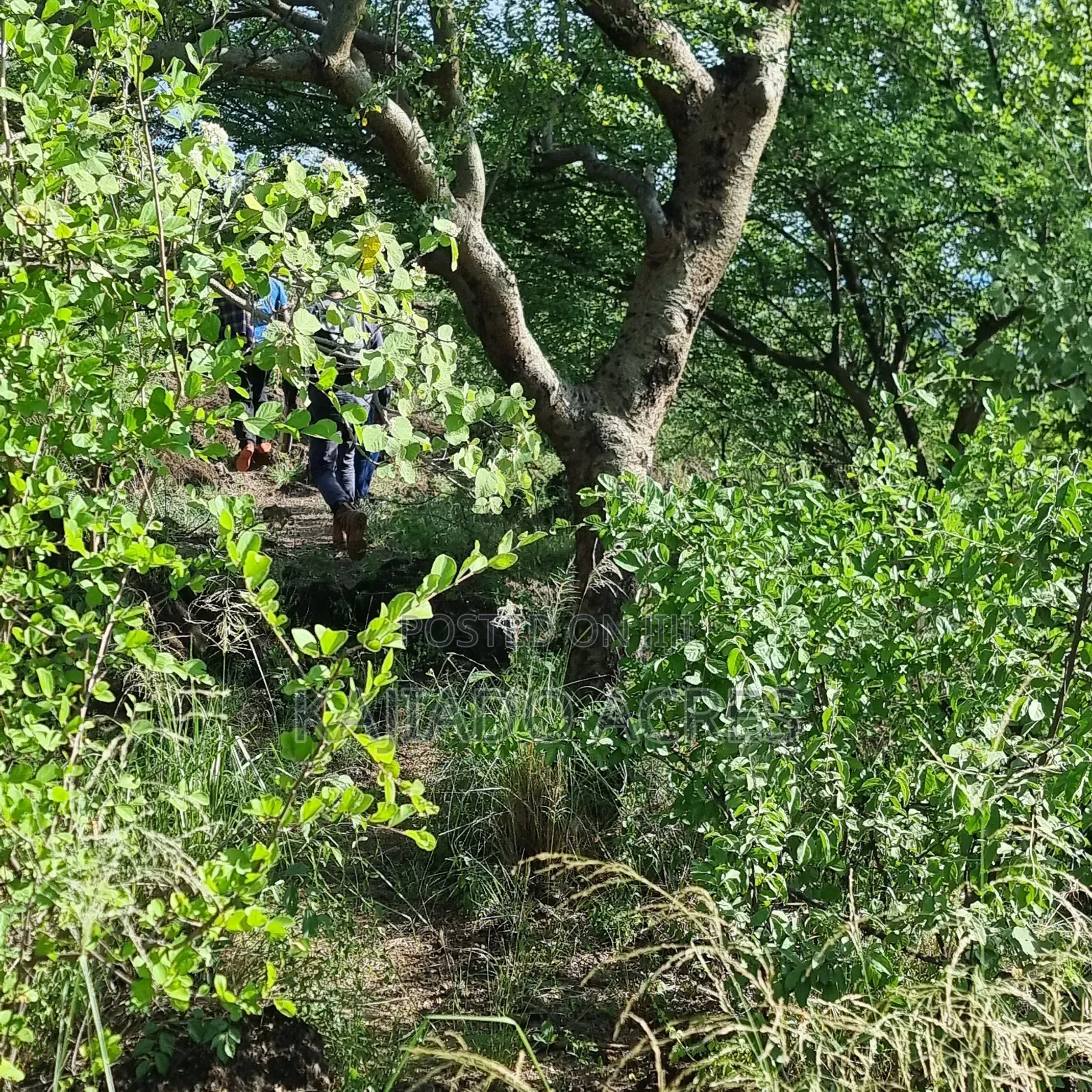 40 Acres Ilkilorit at Per Acre