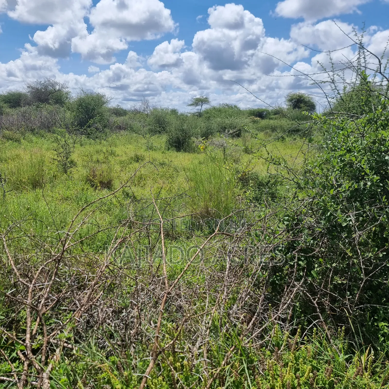 30 Acres Mashuru