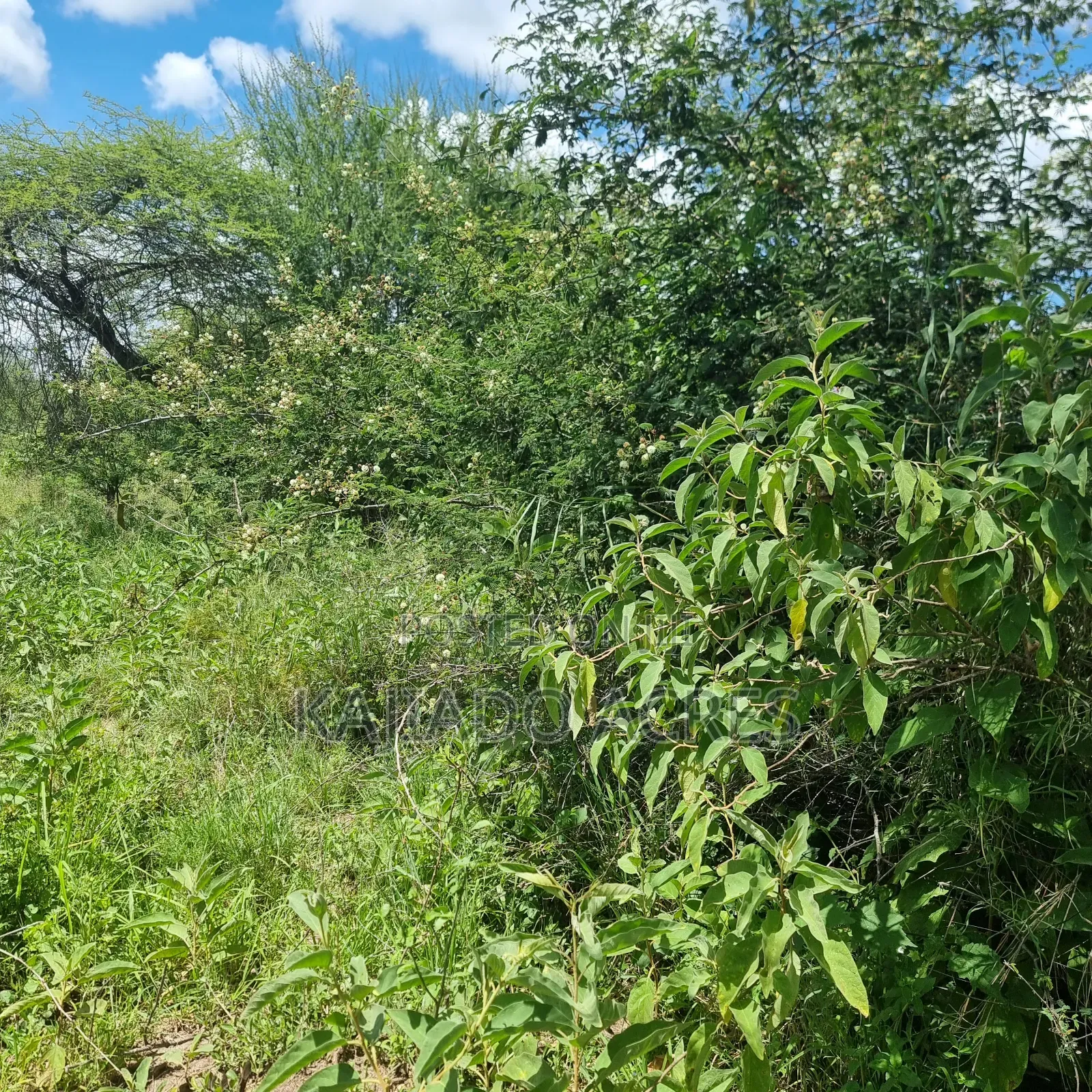 30 Acres Mashuru