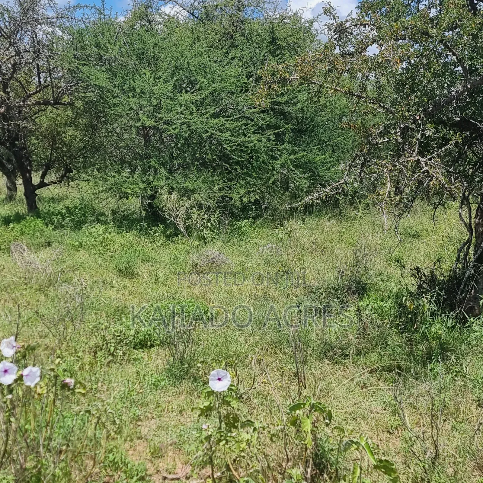 30 Acres Mashuru