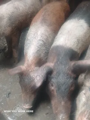 Selling Pigs