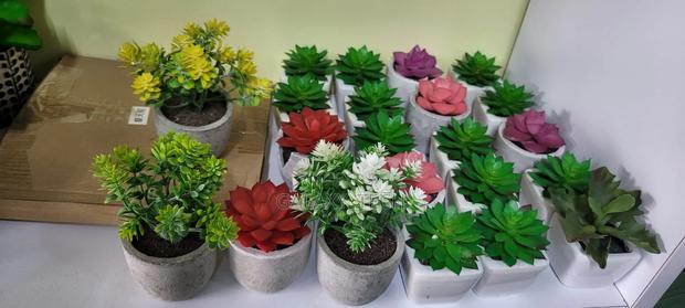 Mini Succulents - main view