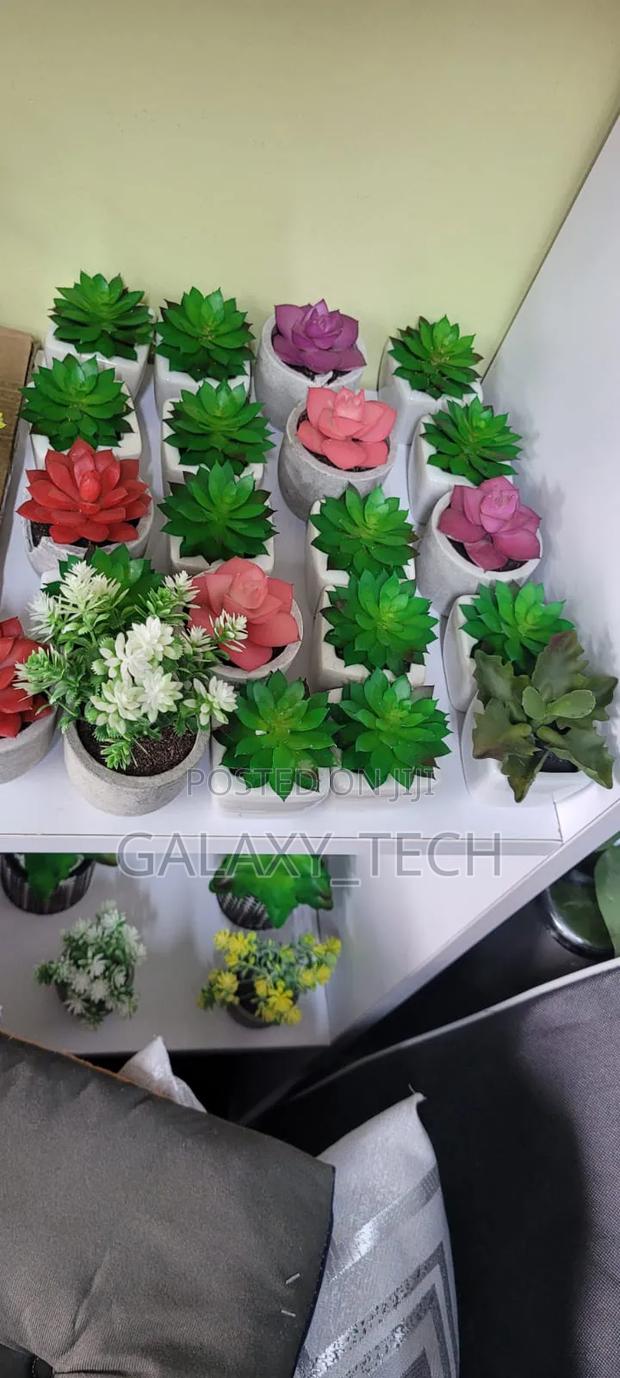 Mini Succulents - thumbnail 2