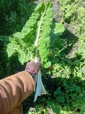 Fresh Spinach for Sale