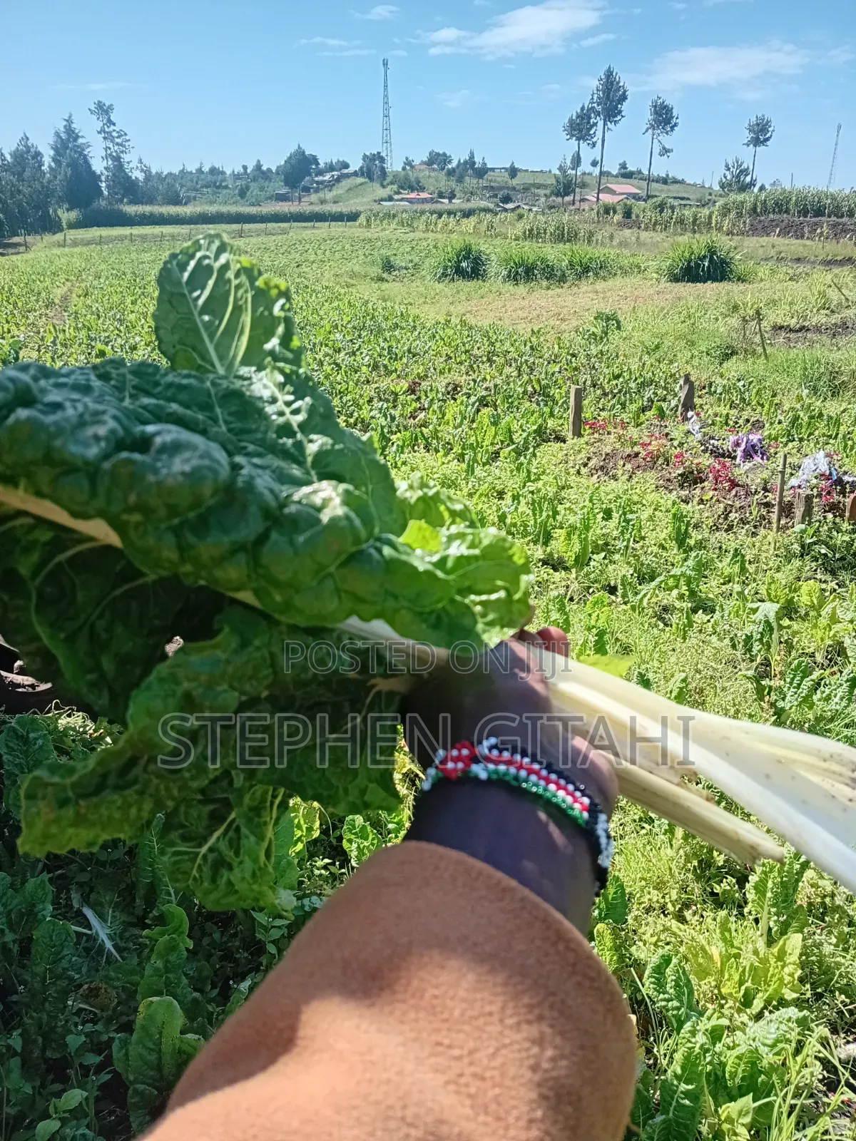 Fresh Spinach for Sale