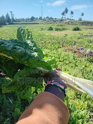 Fresh Spinach for Sale