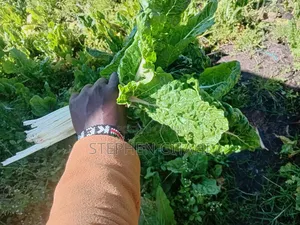 Fresh Spinach for Sale