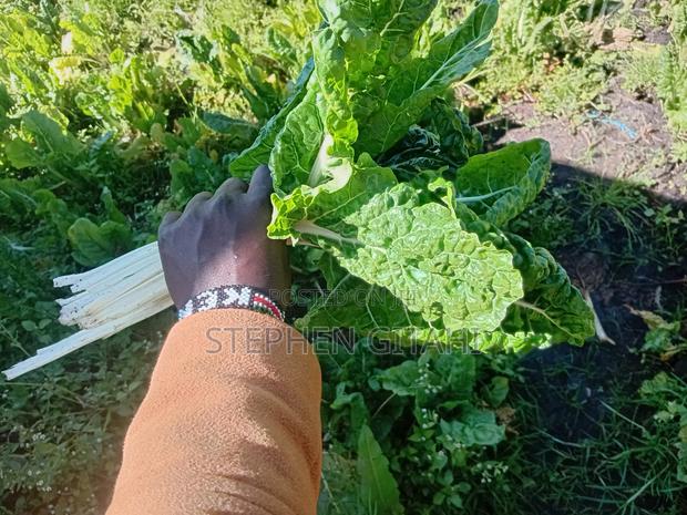 Fresh Spinach for Sale - thumbnail 4