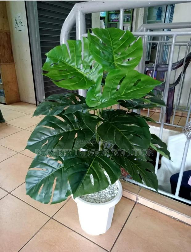Monstera Plant in a White Plastic Vase. - main view
