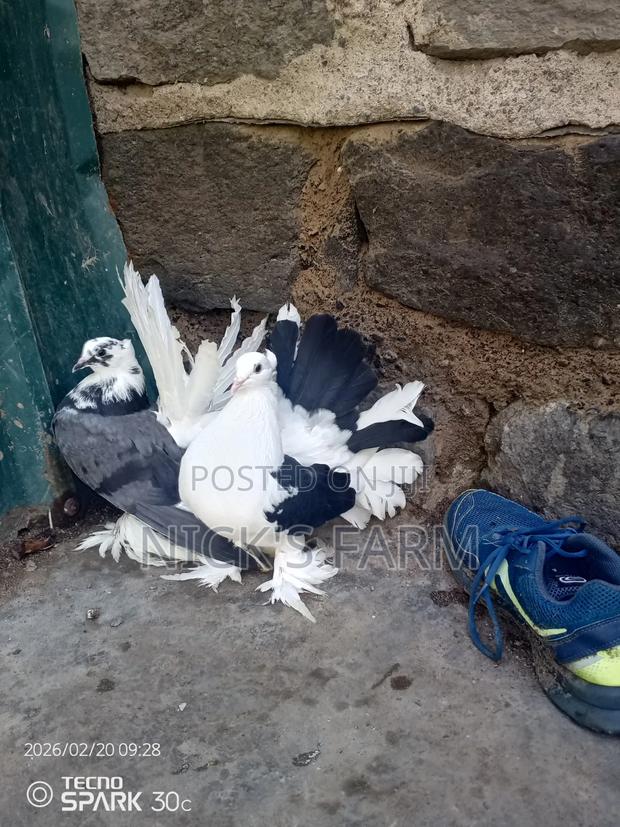 Female Fantail Pigeon