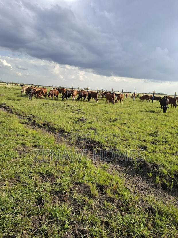 Fast Growing Town in Thika Jr
