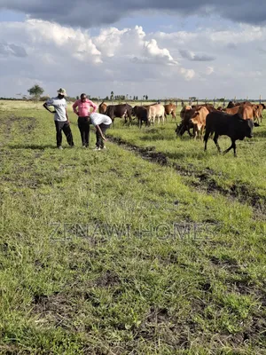 Fast Growing Town in Thika Jr