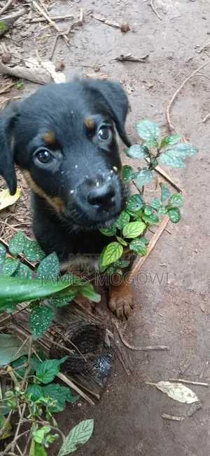 1-3 months Male Purebred Rottweiler