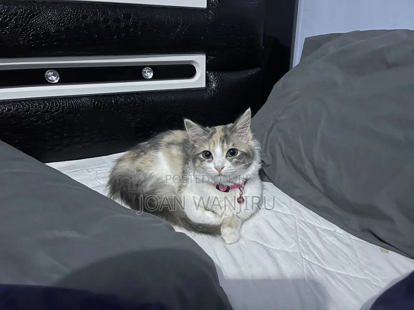 6-12 months Female Mixed Breed Siberian