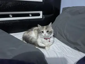 6-12 months Female Mixed Breed Siberian
