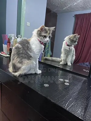 6-12 months Female Mixed Breed Siberian