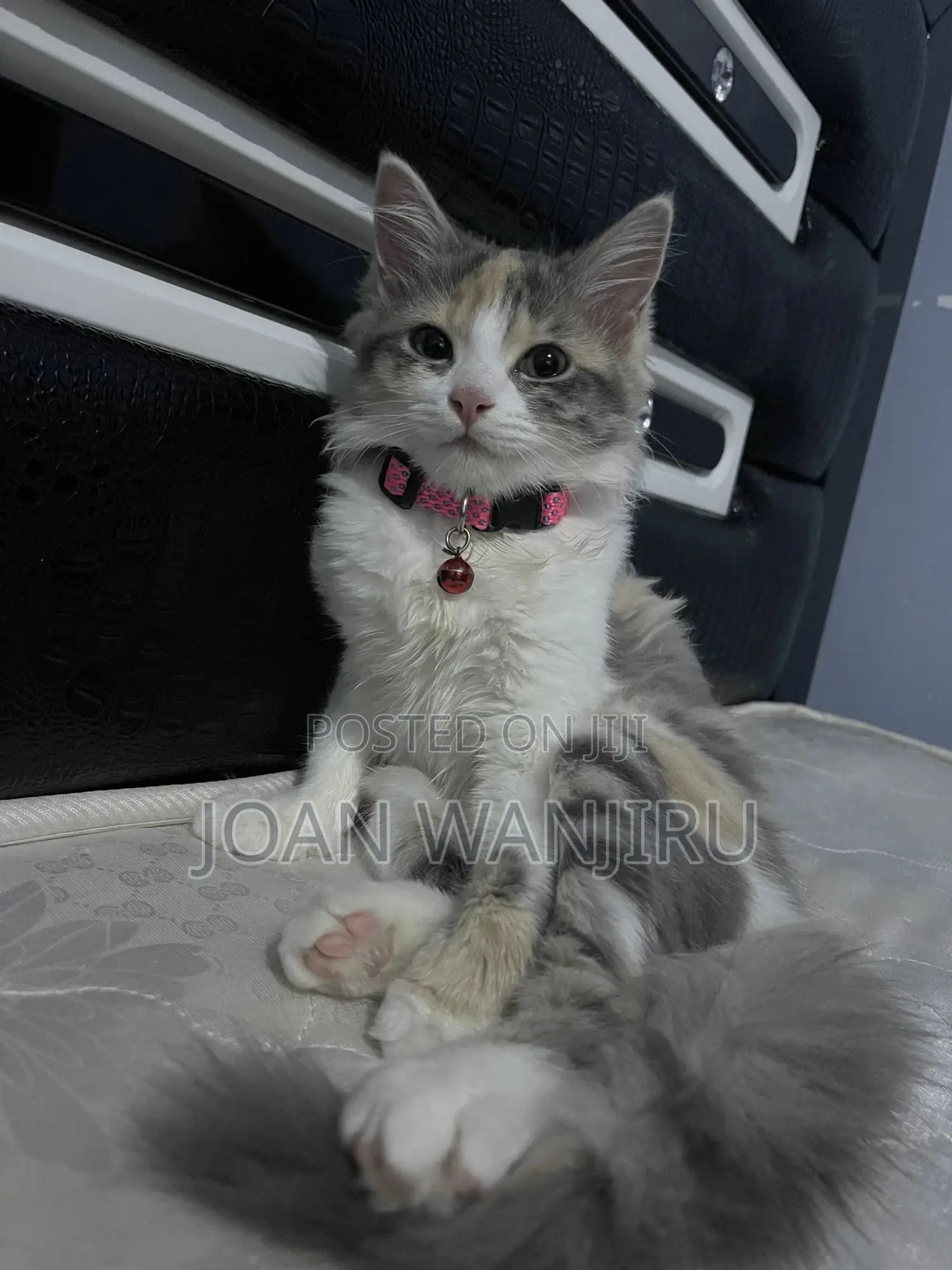 6-12 months Female Mixed Breed Siberian