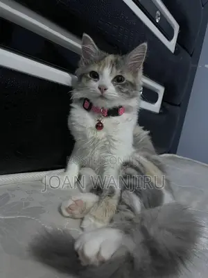 6-12 months Female Mixed Breed Siberian