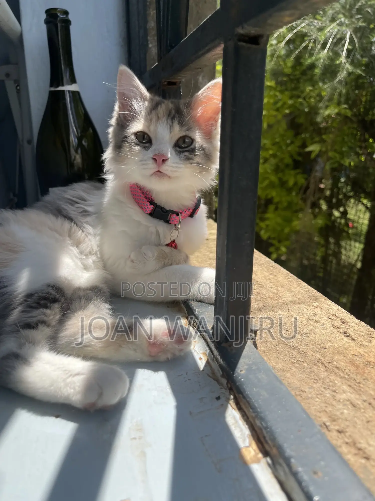 6-12 months Female Mixed Breed Siberian