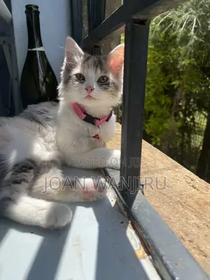 6-12 months Female Mixed Breed Siberian