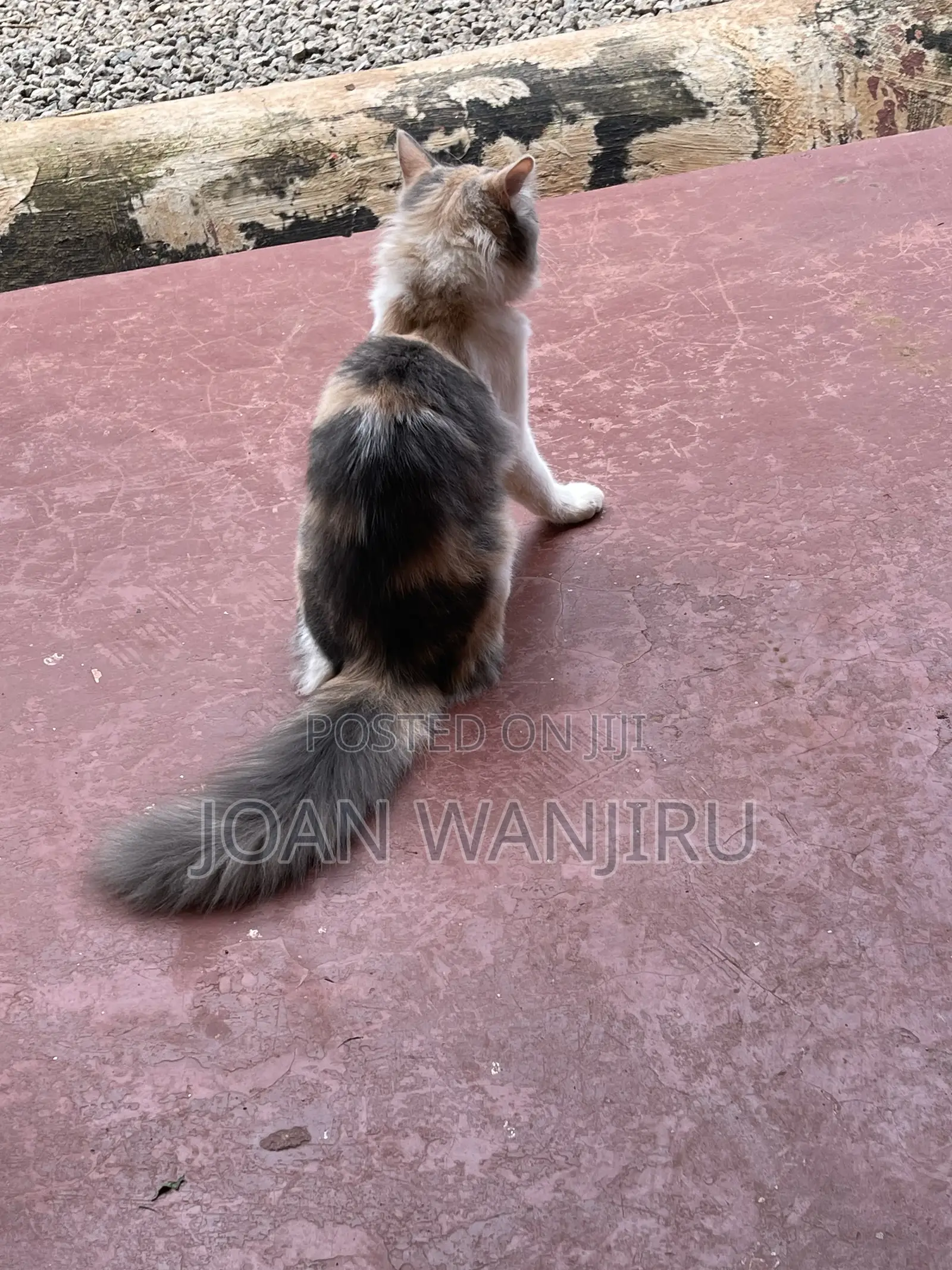6-12 months Female Mixed Breed Siberian