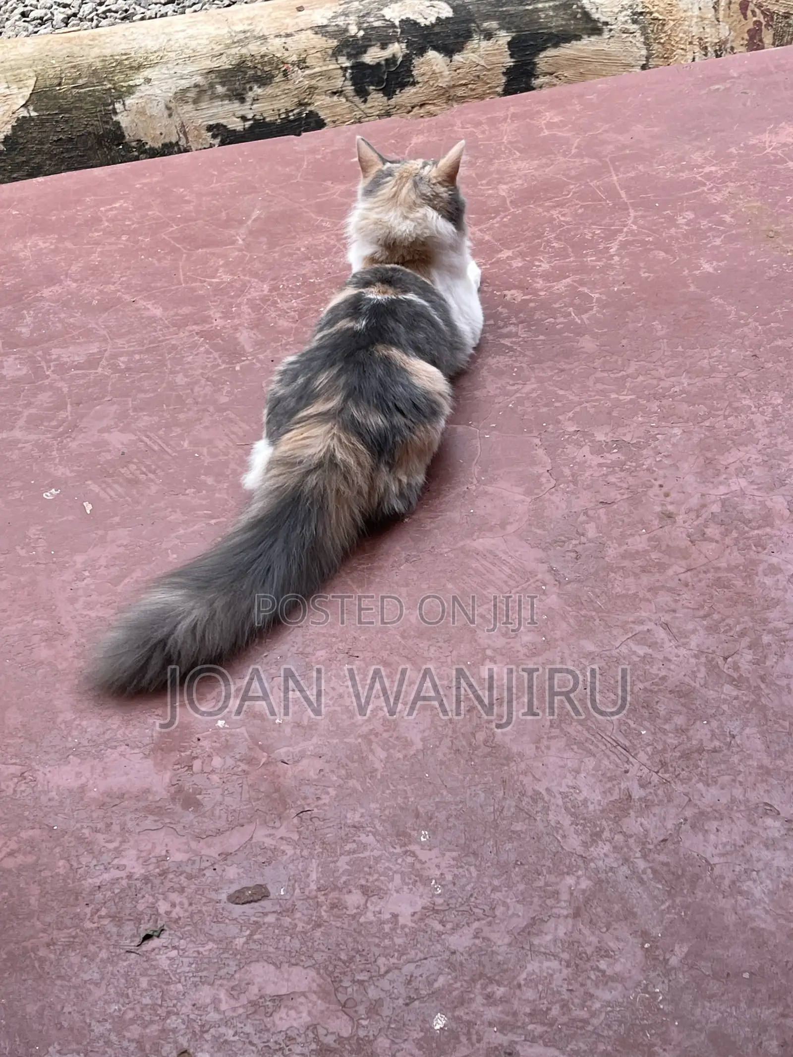 6-12 months Female Mixed Breed Siberian