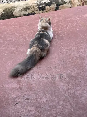 6-12 months Female Mixed Breed Siberian