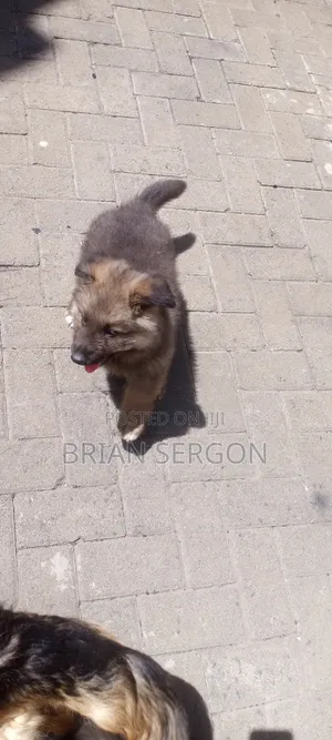 1-3 months Female Purebred German Shepherd