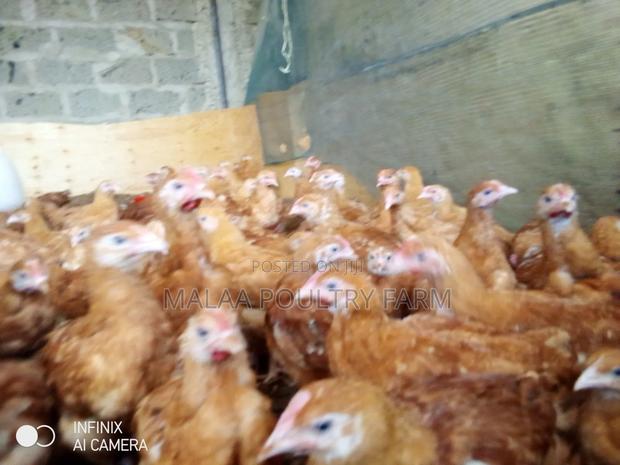 Chicks 1.5months Old - thumbnail 2