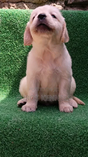 1-3 months Male Purebred Golden Retriever