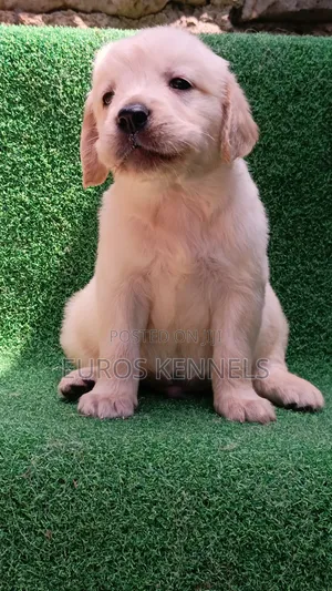 1-3 months Male Purebred Golden Retriever