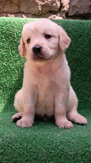 1-3 months Male Purebred Golden Retriever