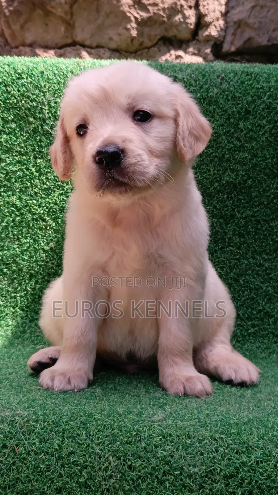 1-3 months Male Purebred Golden Retriever