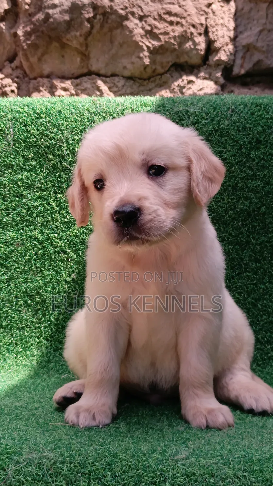 1-3 months Male Purebred Golden Retriever