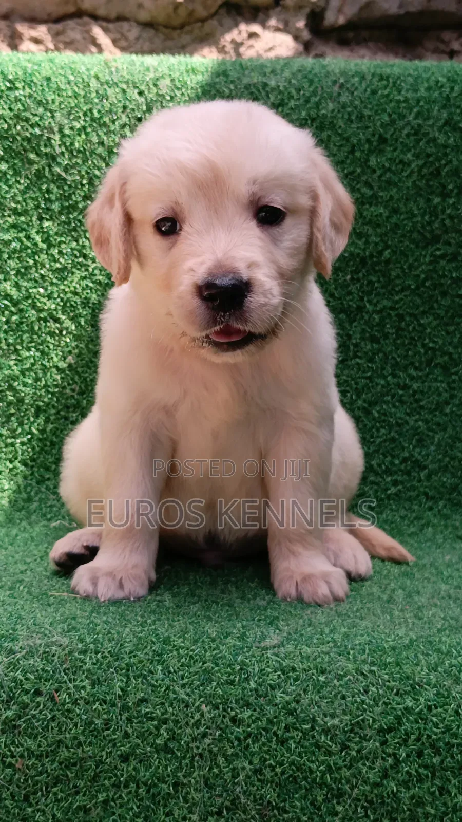 1-3 months Male Purebred Golden Retriever