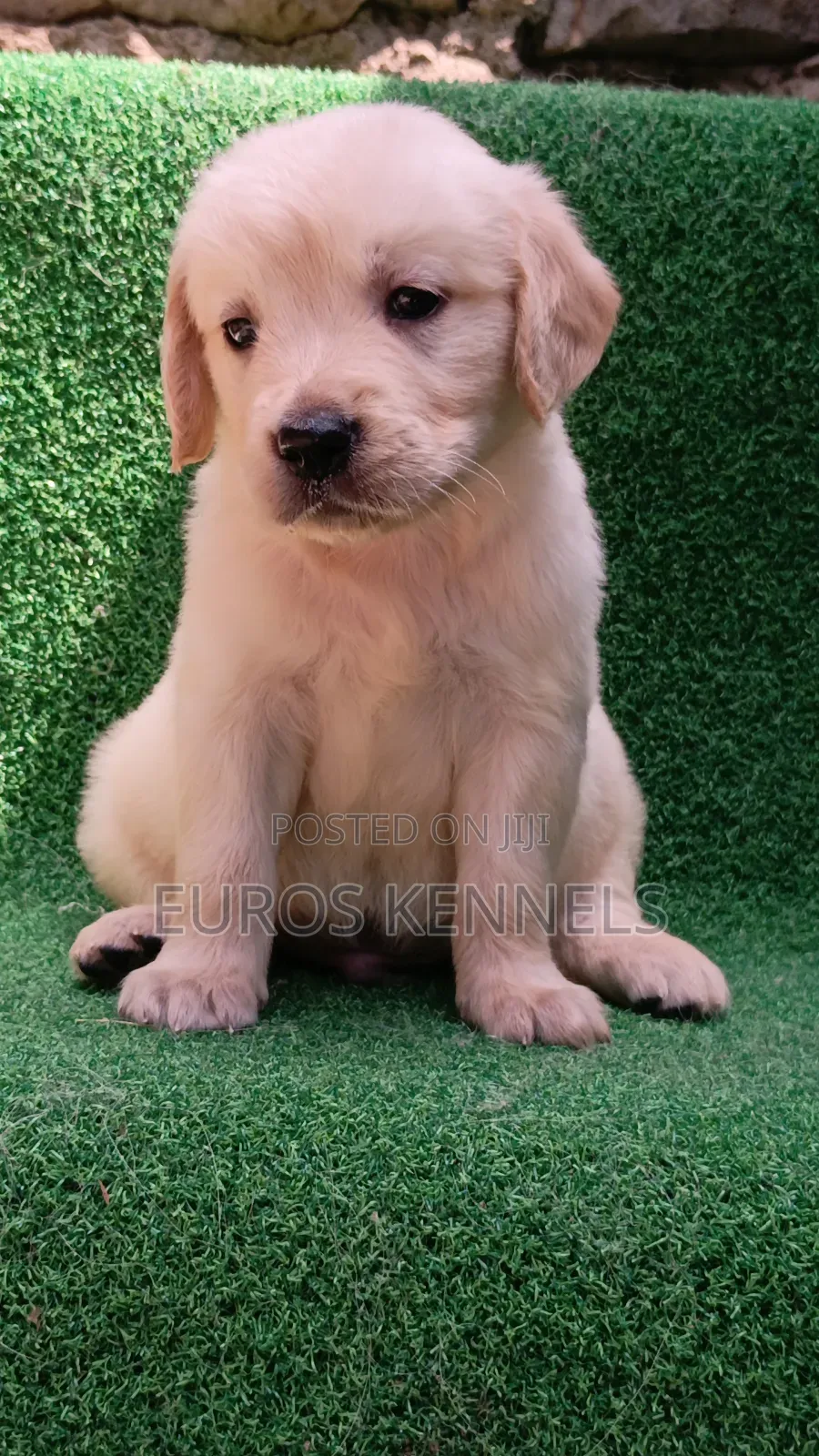 1-3 months Male Purebred Golden Retriever