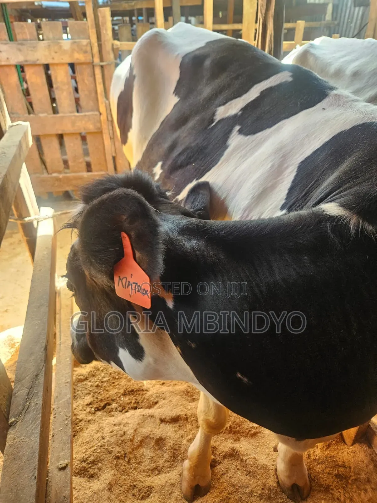 Dairy Cows