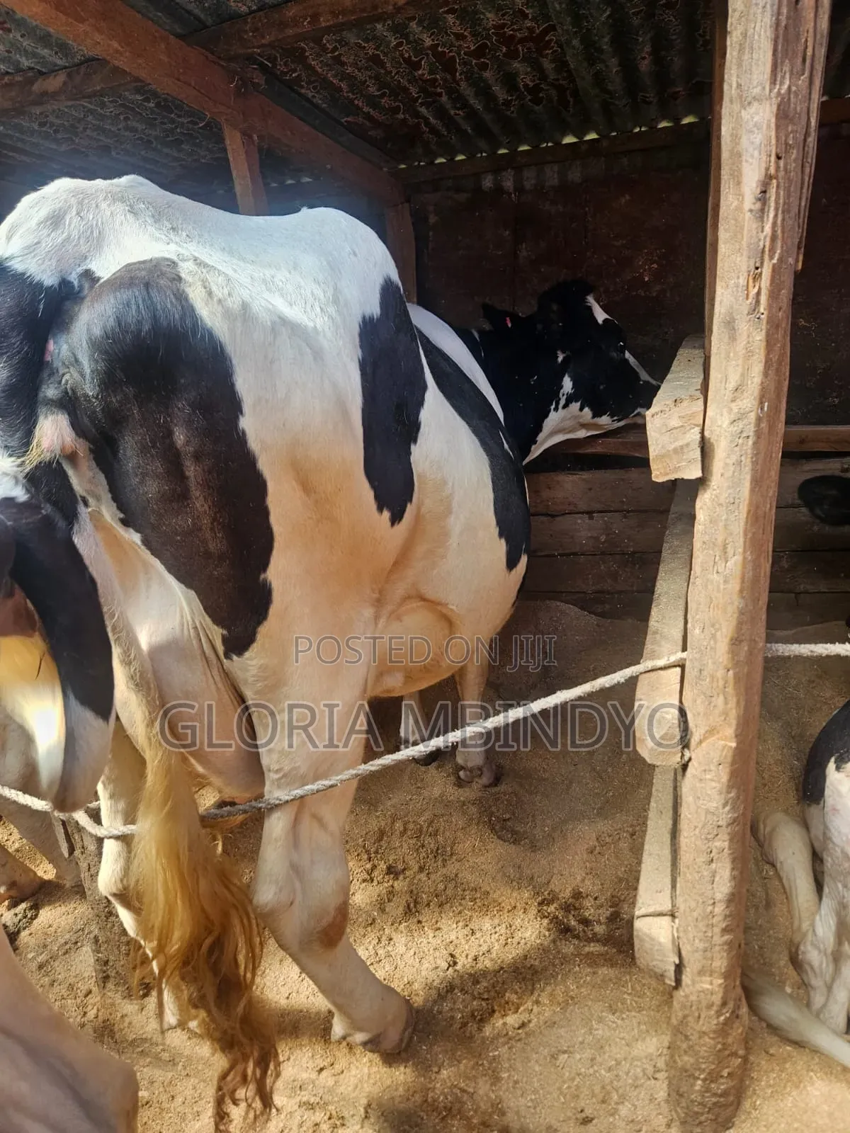 Dairy Cows
